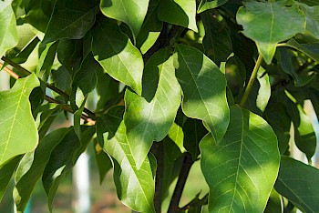 Magnolia 'Heaven Scent'