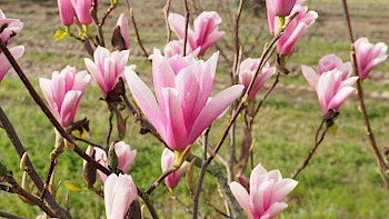 Magnolia 'Heaven Scent'