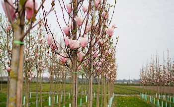 Magnolia 'Heaven Scent'