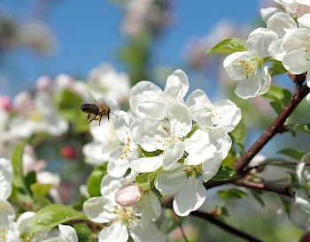 Malus 'Evereste'
