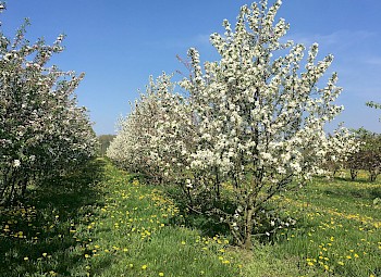 Malus 'Evereste'