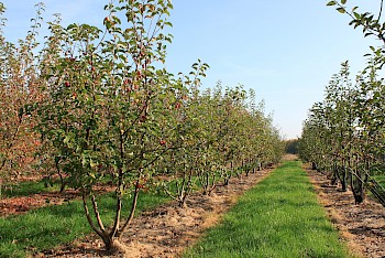 Malus 'Evereste'