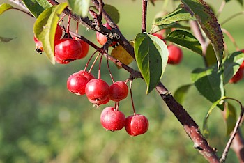 Malus 'Evereste'