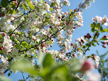 Malus 'Evereste'