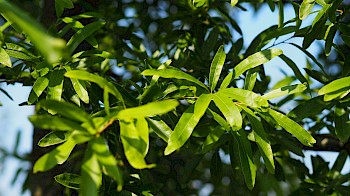 Quercus phellos 'Hightower'