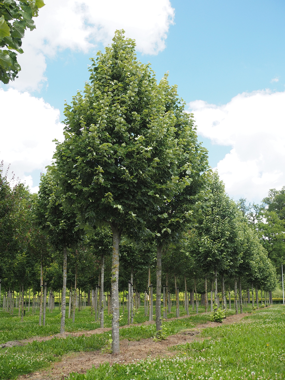 UDENHOUT TREES Tilia tomentosa 'Grey Pillar'