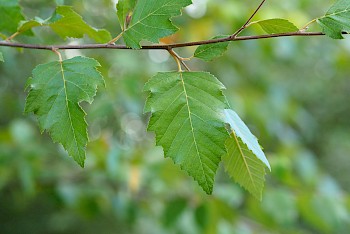 Betula nigra 'Dura Heat'