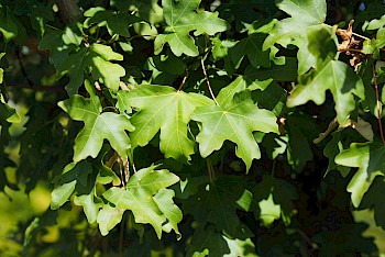 Acer campestre 'Elsrijk'