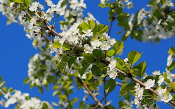 Prunus avium 'Landscape Bloom'