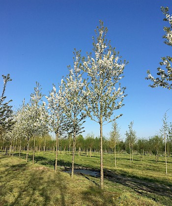 Prunus avium 'Landscape Bloom'