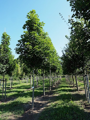 Acer platanoides 'Emerald Queen'