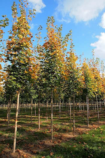 Acer platanoides 'Emerald Queen'