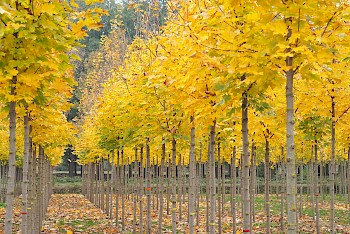 Acer platanoides 'Emerald Queen'