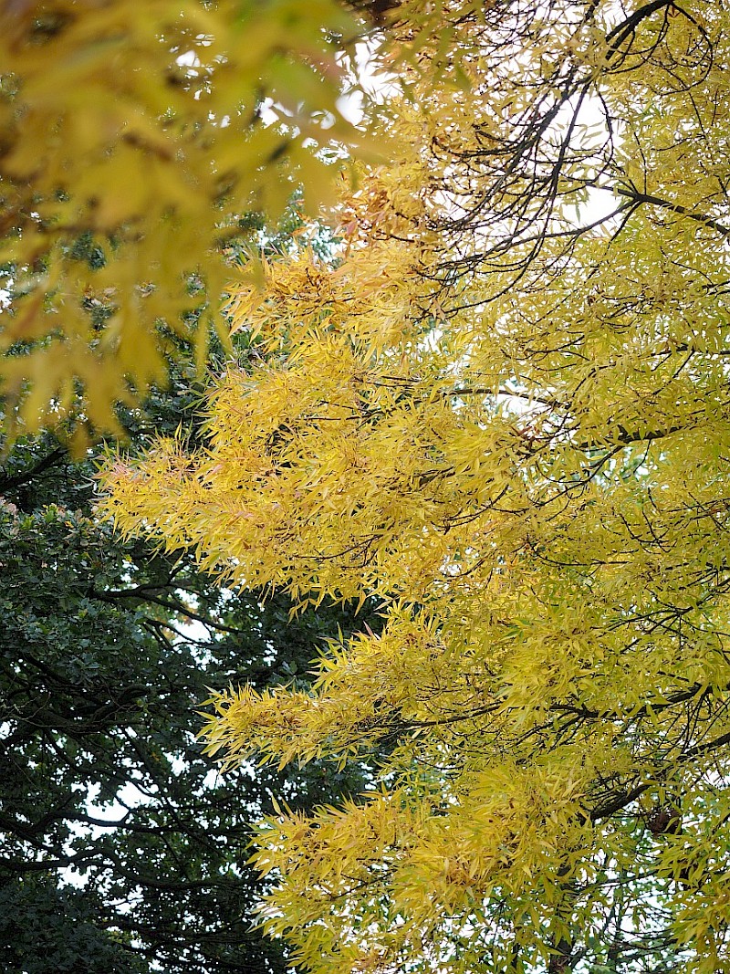 UDENHOUT TREES | Fraxinus angustifolia 'Raywood'