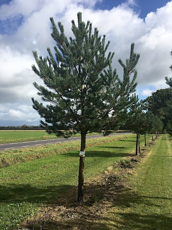 Pinus sylvestris