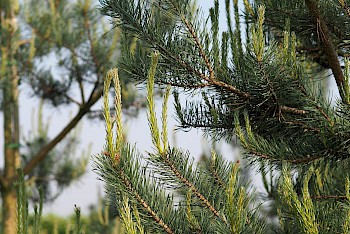 Pinus sylvestris