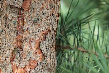 Pinus sylvestris