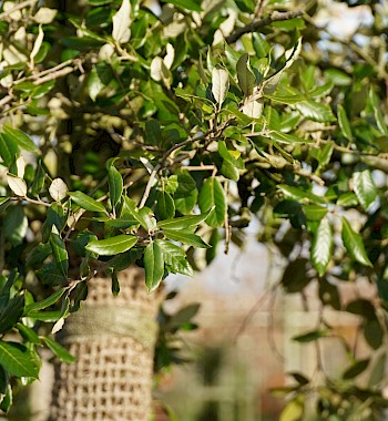 Quercus ilex