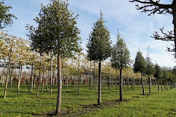 Quercus ilex