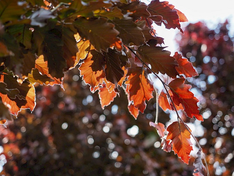 Rus dada va qizi jinsiy aloqa