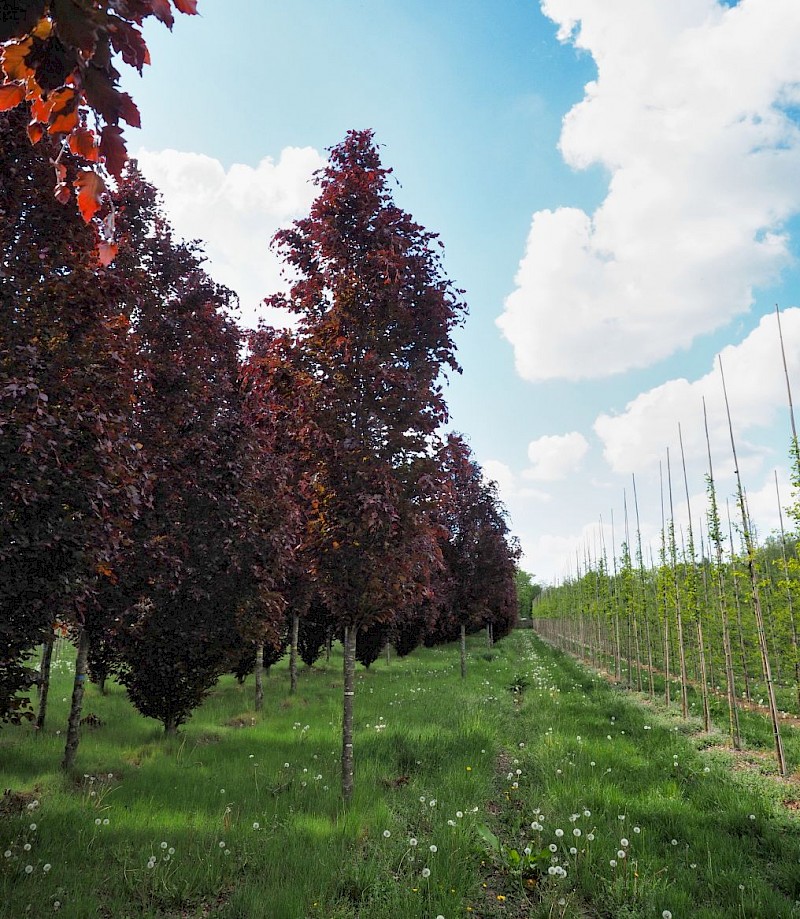 Anal teshik keng ochiq fotosurat