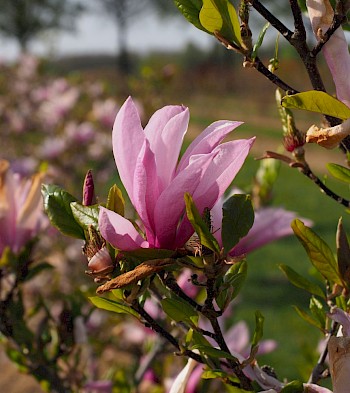 Magnolia 'Susan'