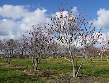 Magnolia 'Susan'