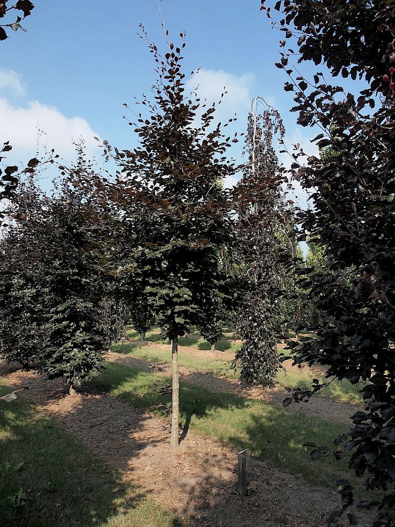 gummibaum lateinisch Kaufen Sie jetzt Zimmerpflanze Gummibaum Ficus elastica 'Melany' auf einem  Stamm main image 0