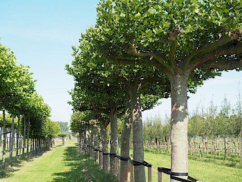 Platanus hispanica