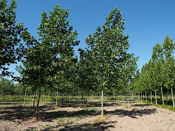 Platanus hispanica