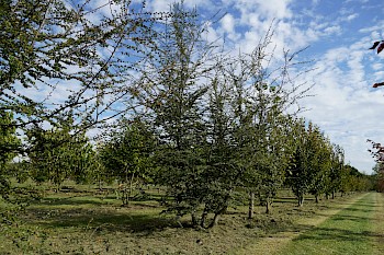 Nothofagus antarctica