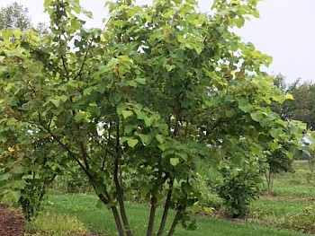Tilia cordata 'Winter Orange'