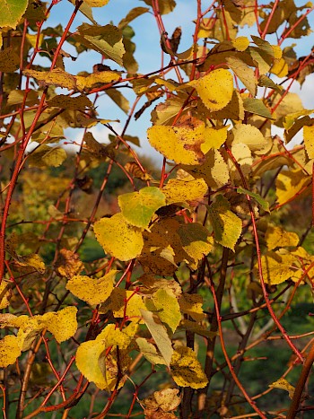 Tilia cordata 'Winter Orange'