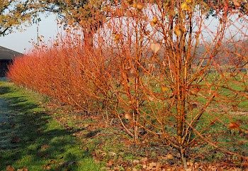 Tilia cordata 'Winter Orange'