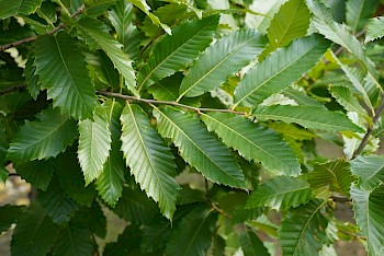 Castanea sativa