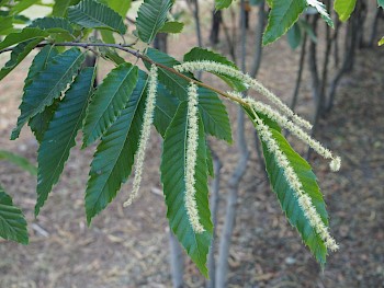 Castanea sativa