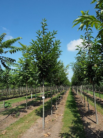 Castanea sativa