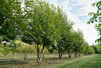 Castanea sativa