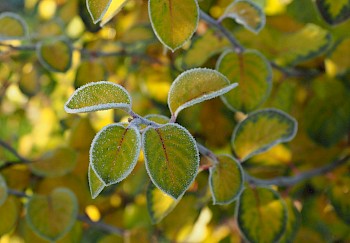 Cydonia oblonga ‘Leskovacka’