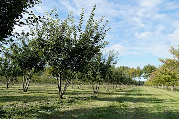 Cydonia oblonga ‘Leskovacka’