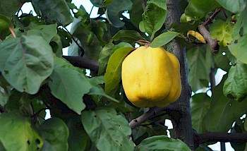 Cydonia oblonga ‘Leskovacka’