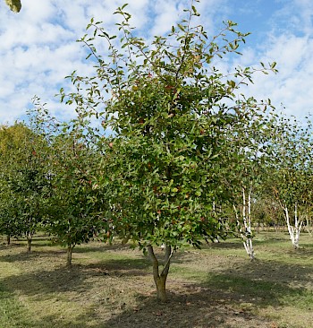 Nyssa sylvatica