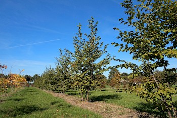 Ostrya carpinifolia