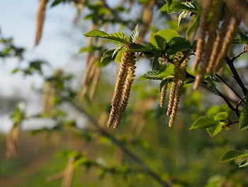 Ostrya carpinifolia