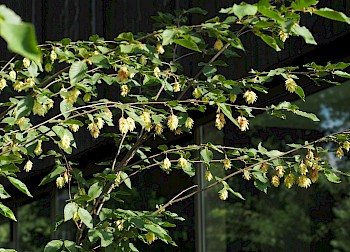 Ostrya carpinifolia