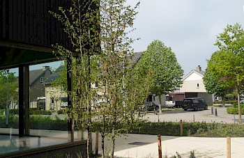 Ostrya carpinifolia