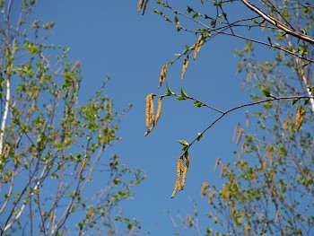 Betula utilis 'Doorenbos'