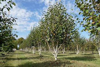 Betula utilis 'Doorenbos'