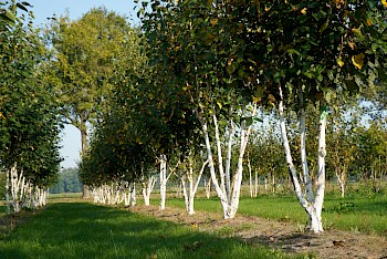 Betula utilis 'Doorenbos'