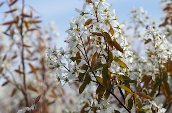 Amelanchier lamarckii